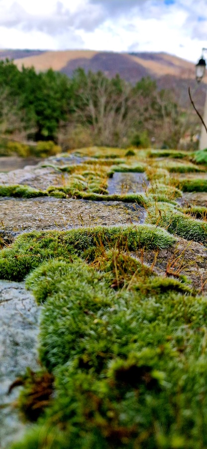 Mousses et végétation sur une roche, dans la lumière