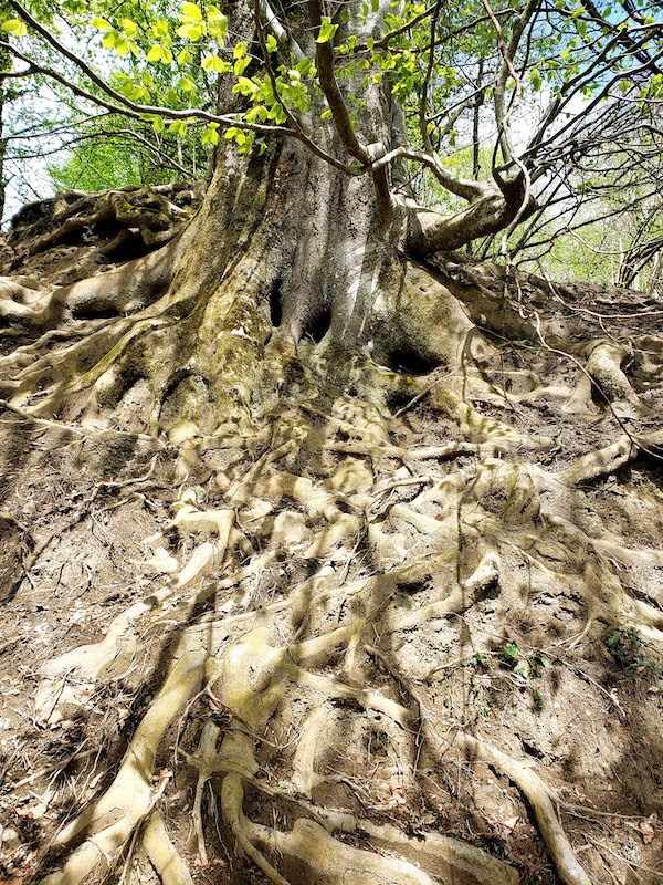 Les racines d’un grand arbre s’ancrent dans la terre